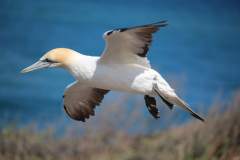 Shutterstock-Gannet